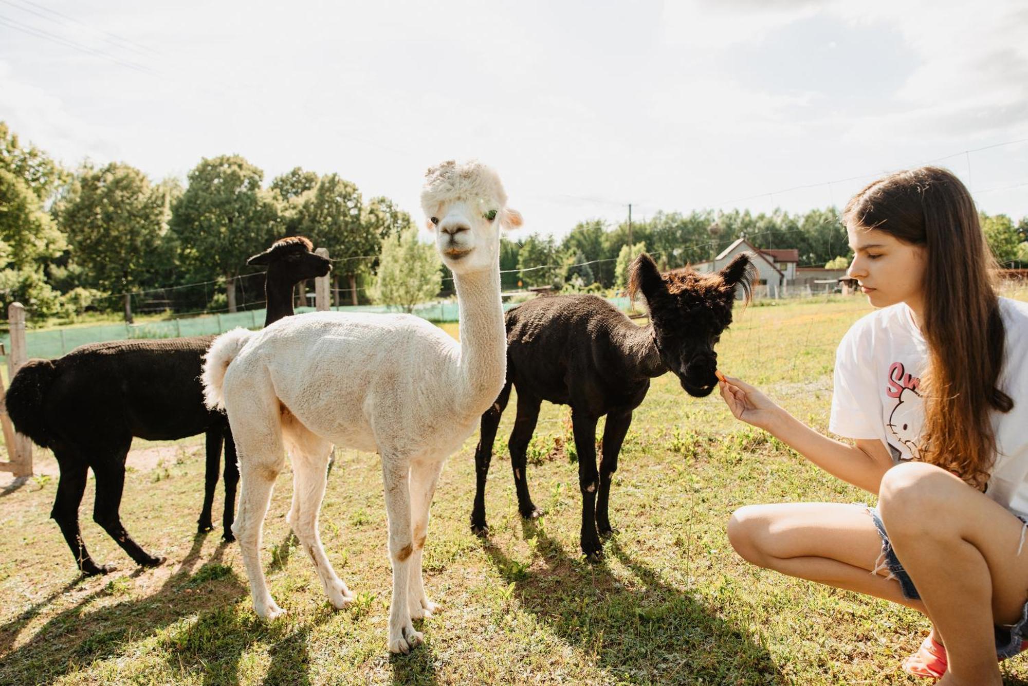 Gospodarstwo Agroturystyczne Z Basenem & Spa I Alpakami Ełk Dış mekan fotoğraf